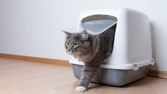 grey cat coming out of cat litter box