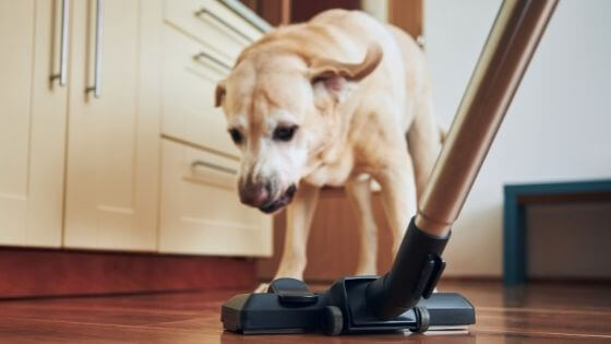 tan dog looking at vacuum cleaner