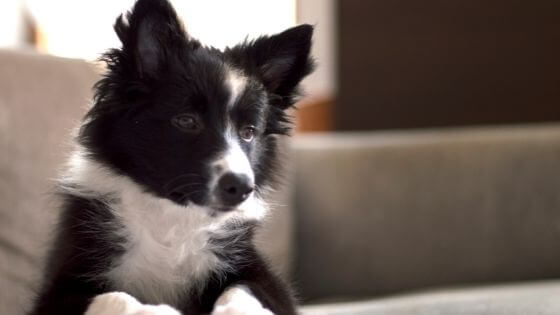 border collie sitting on couch